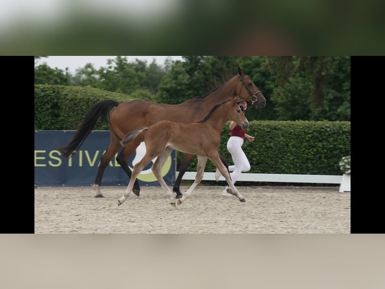 Holsteiner Hengst  170 cm Brauner in Wanderup