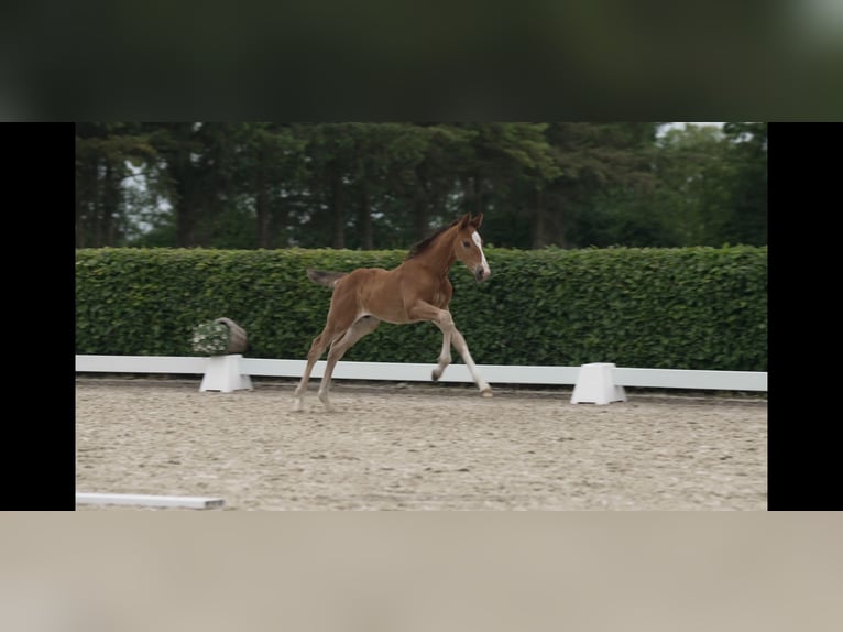 Holsteiner Hengst  170 cm Brauner in Wanderup