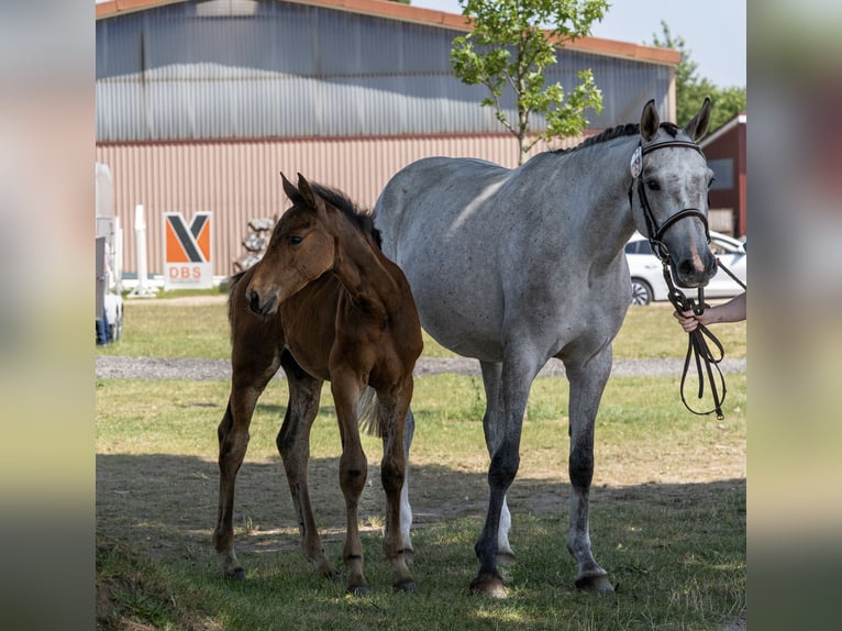Holsteiner Hengst  170 cm Brauner in Grande