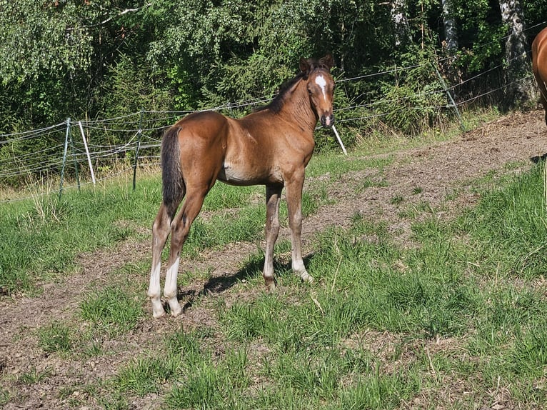 Holsteiner Hengst Fohlen (06/2025) 170 cm Brauner in Striegistal