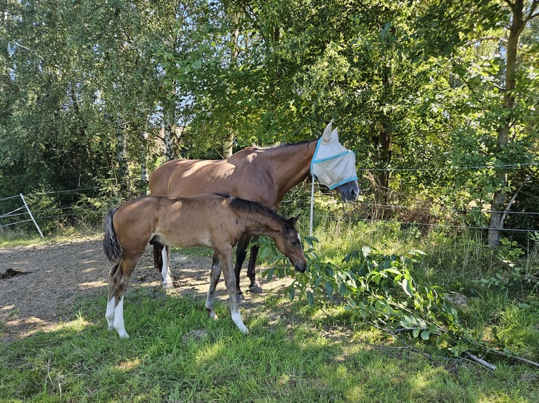 Holsteiner Hengst Fohlen (06/2025) 170 cm Brauner in Striegistal