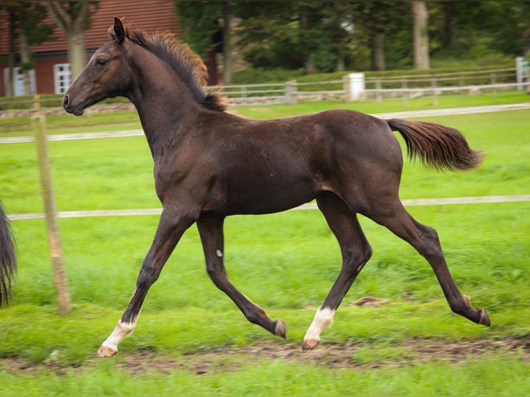Holsteiner Hengst Fohlen (04/2026) 170 cm Dunkelbrauner in Bovenau