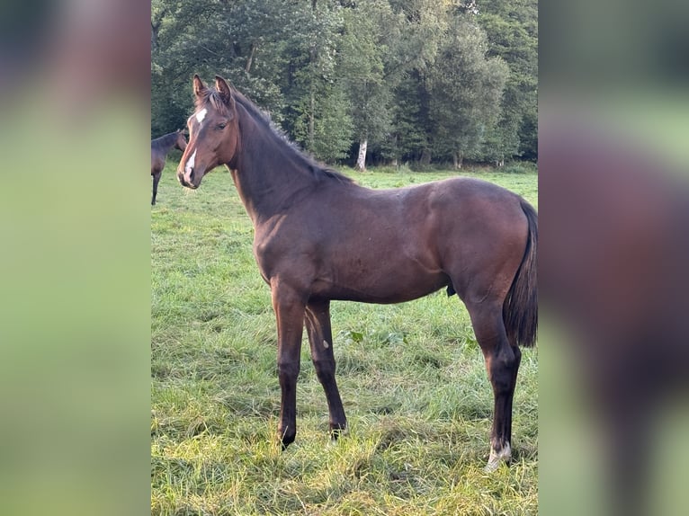 Holsteiner Hengst Fohlen (03/2025) 170 cm Hellbrauner in Basthorst