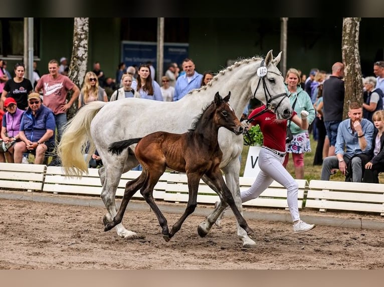 Holsteiner Hengst Fohlen (04/2024) 170 cm Rappschimmel in Seestermühe