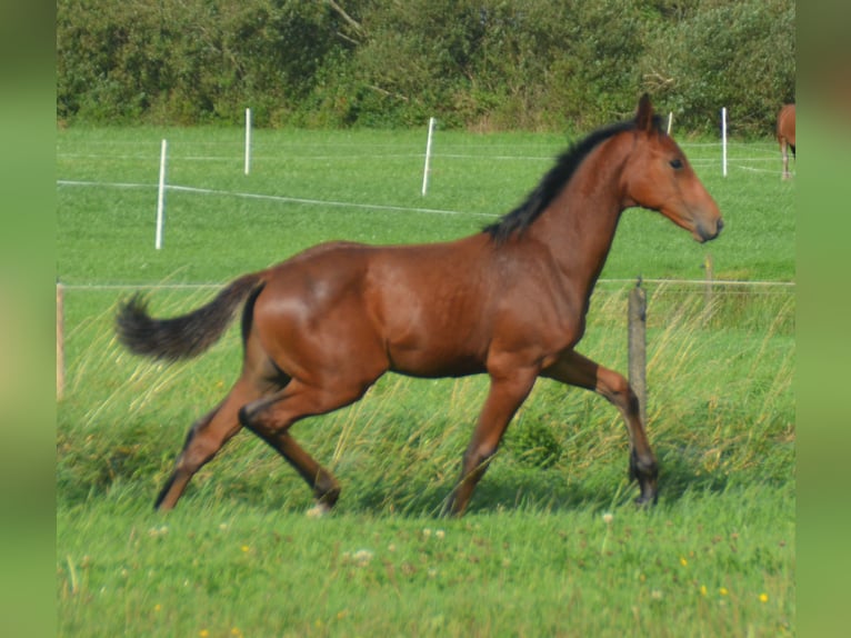 Holsteiner Hengst Fohlen (05/2026) 170 cm Rotbrauner in Ribe