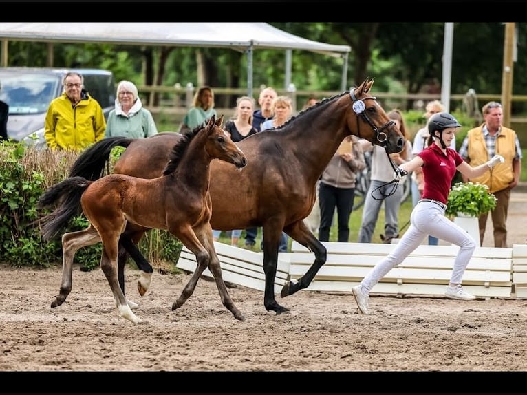 Holsteiner Hengst Fohlen (04/2024) 170 cm in Seestermühe