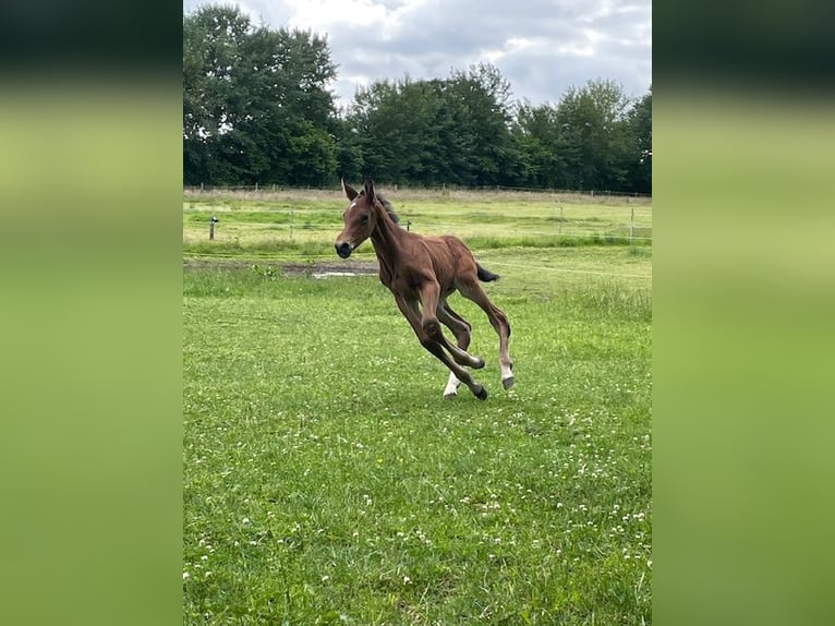 Holsteiner Hengst Fohlen (06/2026) 172 cm Kann Schimmel werden in Kastorf