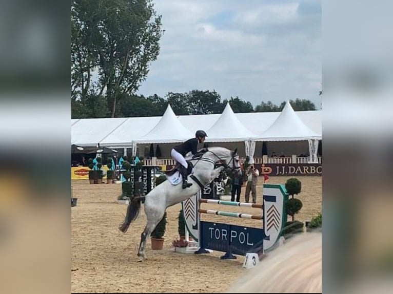 Holsteiner Hengst Fohlen (05/2024) 174 cm Kann Schimmel werden in Struvenhütten