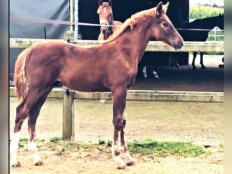 Holsteiner Mix Hengst Fohlen (05/2025) 176 cm in Langenau