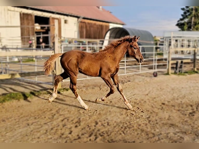 Holsteiner Mix Hengst Fohlen (05/2025) 176 cm in Langenau