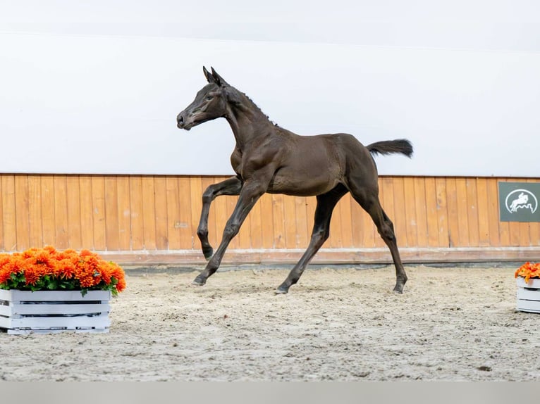 Holsteiner Hengst Fohlen (04/2025) in Babor&#xF3;wko