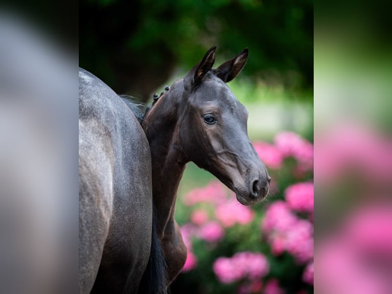 Holsteiner Hengst Fohlen (04/2025) in Babor&#xF3;wko