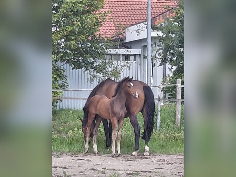 Holsteiner Hengst Fohlen (04/2025) Brauner in Brande-H&#xF6;rnerkirchen