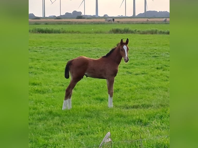 Holsteiner Hengst Fohlen (05/2026) Brauner in Struckum