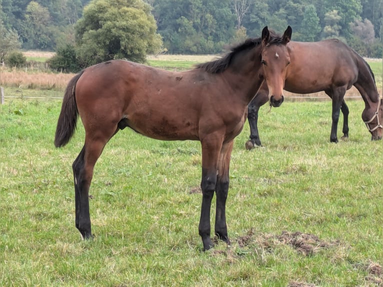 Holsteiner Hengst Fohlen (06/2024) Brauner in Zippelow