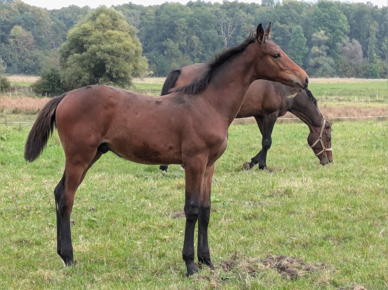 Holsteiner Hengst Fohlen (06/2024) Brauner in Zippelow