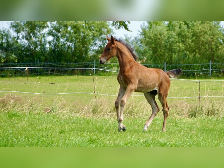 Holsteiner Hengst Fohlen (05/2026) Brauner in Westerdeichstrich