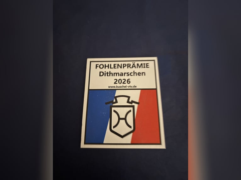Holsteiner Hengst Fohlen (04/2026) Brauner in Epenwöhrden