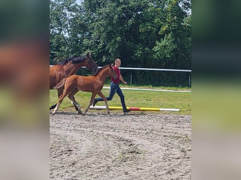 Holsteiner Hengst Fohlen (05/2024) Brauner in Tetenbüll