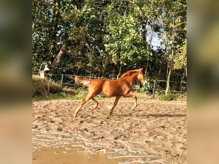 Holsteiner Hengst Fohlen (03/2026) Fuchs in Ladelund
