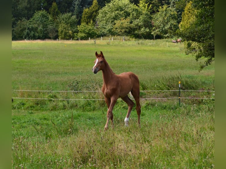 Holsteiner Hengst Fohlen (05/2025) Fuchs in S&#xFC;sel