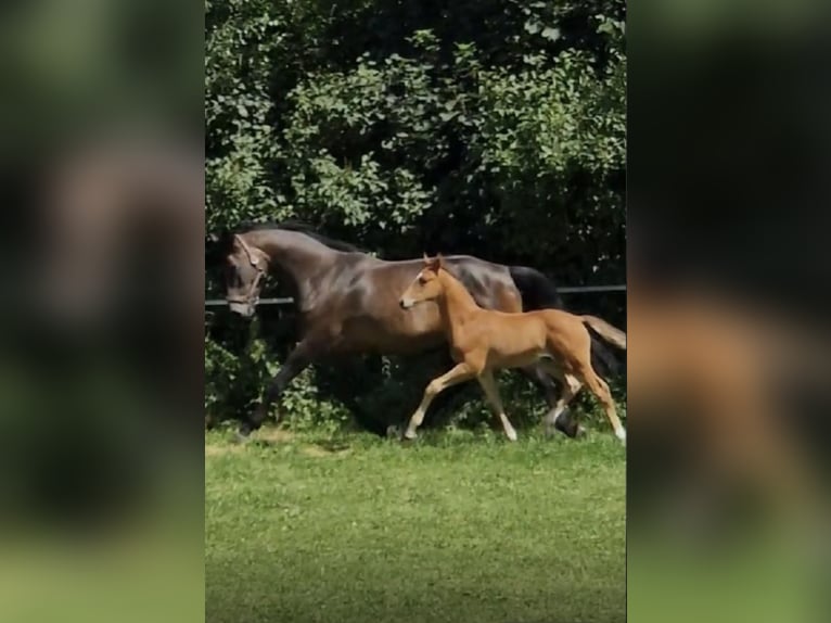 Holsteiner Mix Hengst Fohlen (06/2025) Hellbrauner in Krumstedt