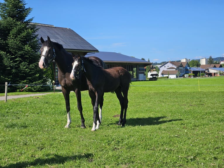 Holsteiner Hengst Fohlen (04/2024) Rappe in Gossau SG