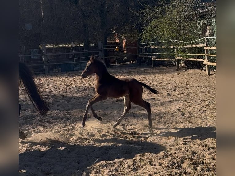 Holsteiner Hengst  Rappe in Pronstorf