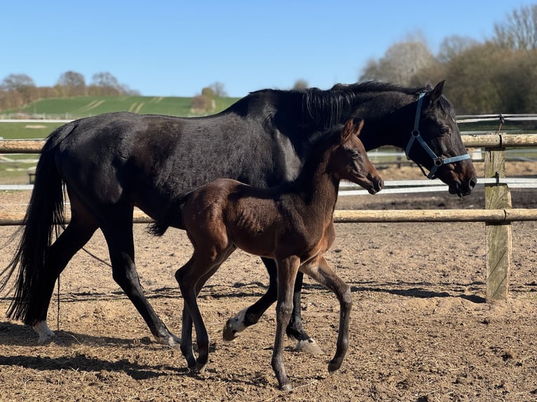 Holsteiner Hengst  Rappe in Pronstorf