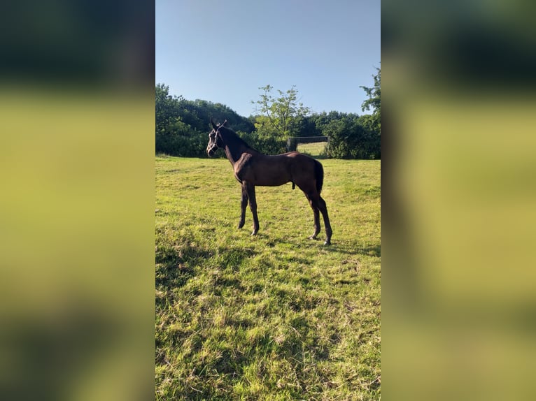 Holsteiner Hengst Fohlen (04/2026) Rappe in Wester-Ohrstedt