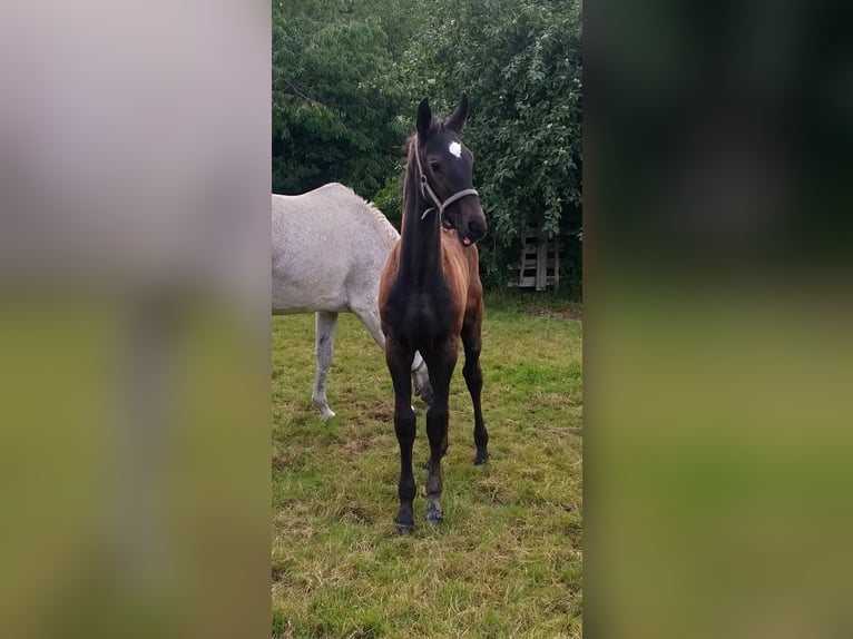 Holsteiner Hengst Fohlen (04/2026) Rappe in Wester-Ohrstedt