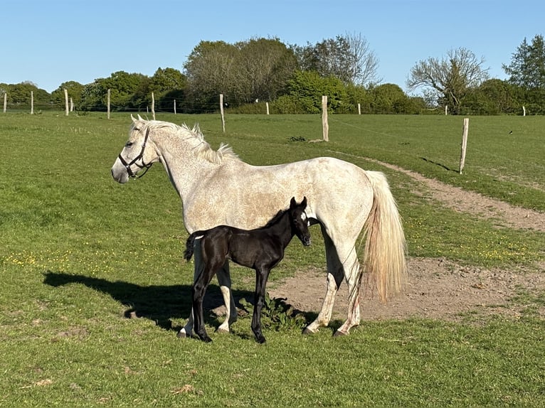 Holsteiner Hengst  Schimmel in Gelting