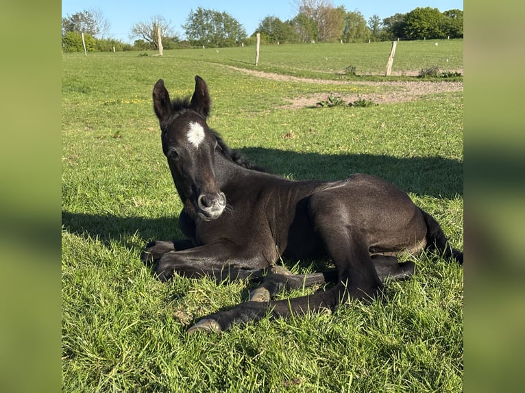 Holsteiner Hengst  Schimmel in Gelting