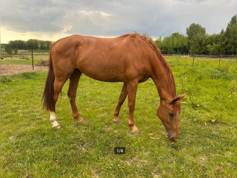 Holsteiner Hengst Fohlen (01/2026)  in Zalasewo