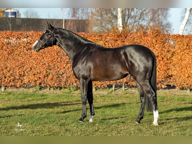 Holsteiner Hengst Schwarzbrauner in Hörstel