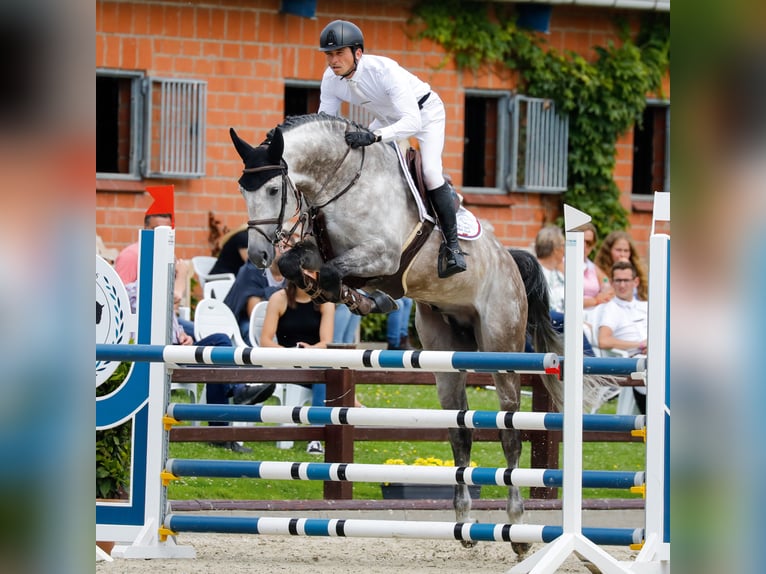 Holsteiner Hengst in Klein Offenseth-Sparrieshoop