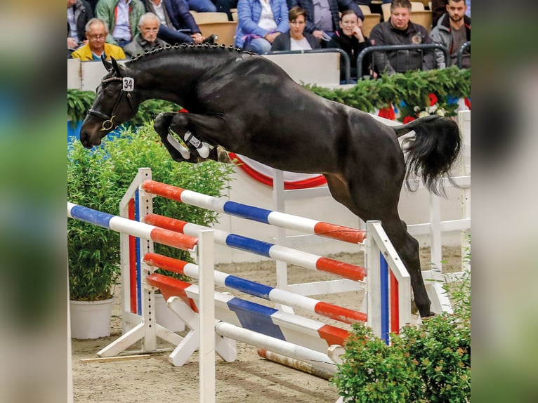 Holsteiner Hengst in Klein Offenseth-Sparrieshoop
