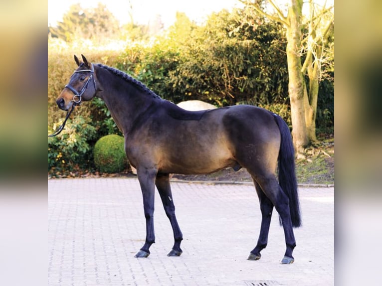Holsteiner Hengst in Klein Offenseth-Sparrieshoop