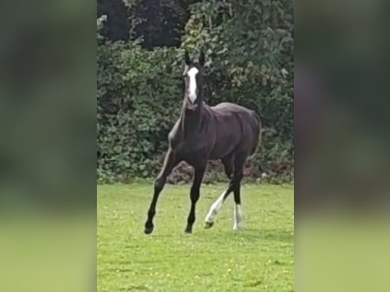 Holsteiner Hengst Veulen (03/2026) 141 cm Donkerbruin in Struxdorf