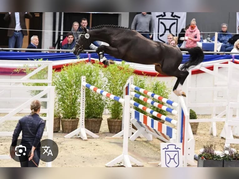 Holsteiner Hengst  142 cm Bruin in Heide