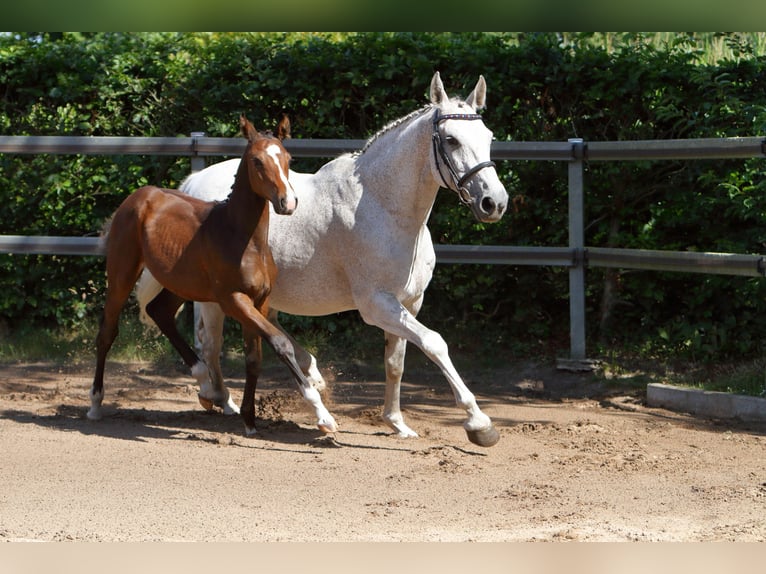 Holsteiner Hengst Veulen (03/2026) 168 cm Bruin in Apen