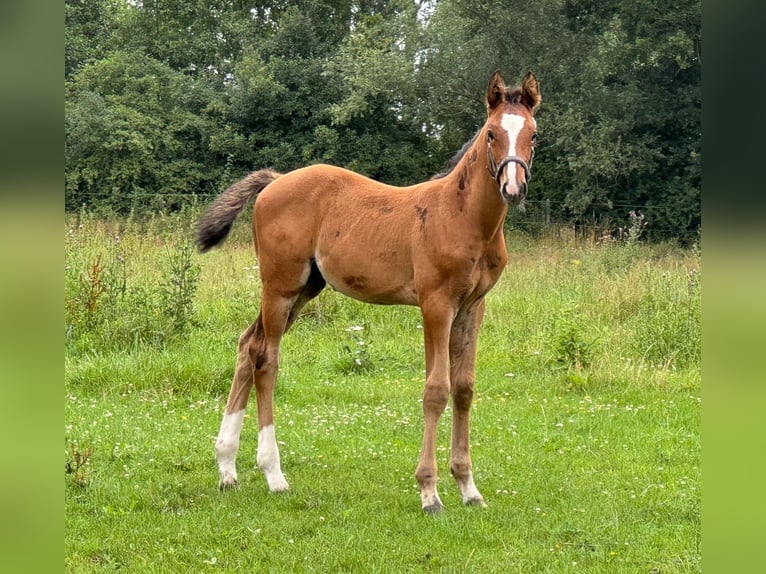 Holsteiner Hengst Veulen (06/2025) 168 cm Bruin in L&#xFC;dersburg