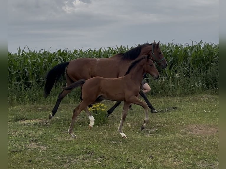 Holsteiner Hengst Veulen (04/2026) 168 cm Bruin in Lütjenwestedt