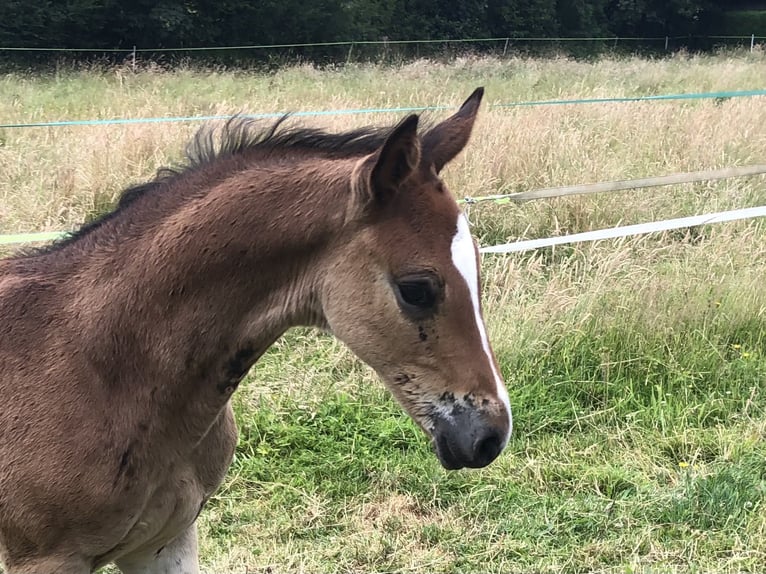 Holsteiner Hengst Veulen (05/2026) 168 cm Donkerbruin in ArlewattHorstedt
