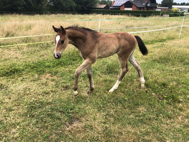 Holsteiner Hengst Veulen (05/2026) 168 cm Donkerbruin in ArlewattHorstedt