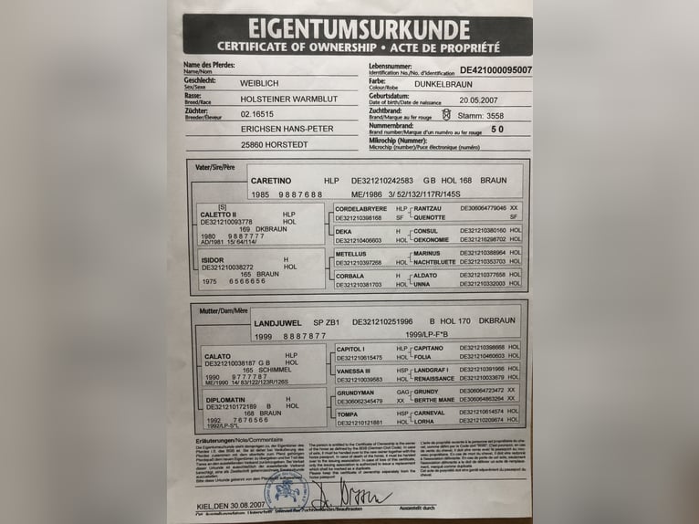 Holsteiner Hengst Veulen (05/2026) 168 cm Donkerbruin in ArlewattHorstedt