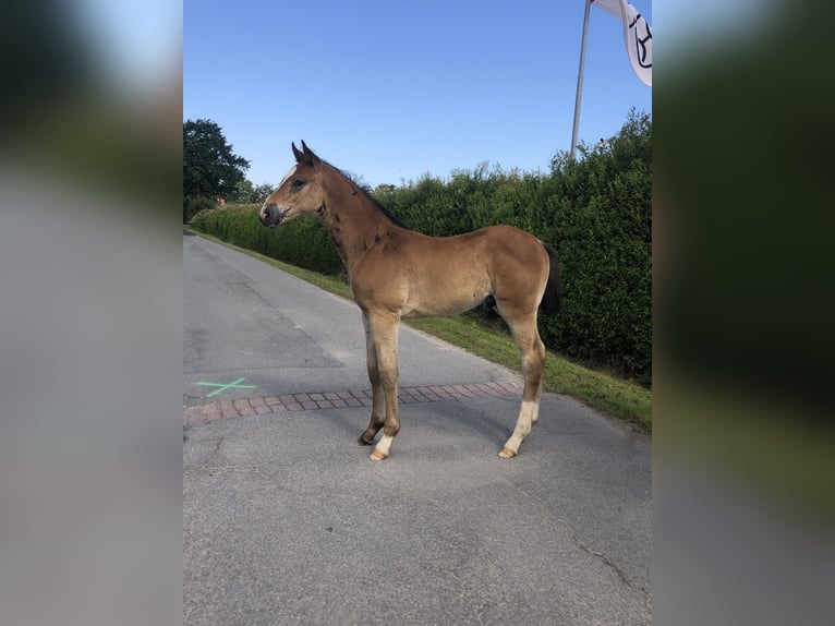Holsteiner Hengst Veulen (05/2026) 168 cm Donkerbruin in ArlewattHorstedt
