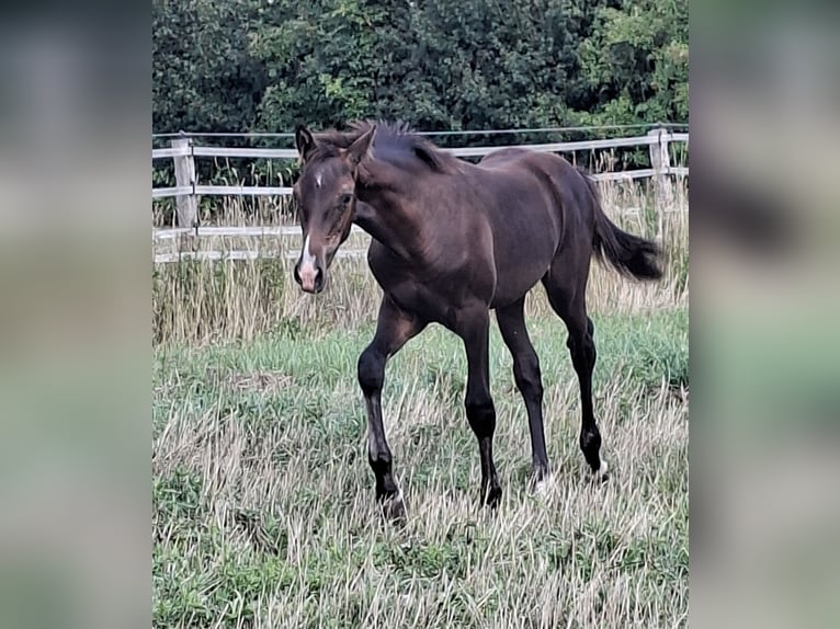 Holsteiner Hengst Veulen (04/2026) 168 cm Donkerbruin in Pronstorf