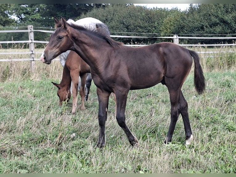 Holsteiner Hengst Veulen (04/2026) 168 cm Donkerbruin in Pronstorf