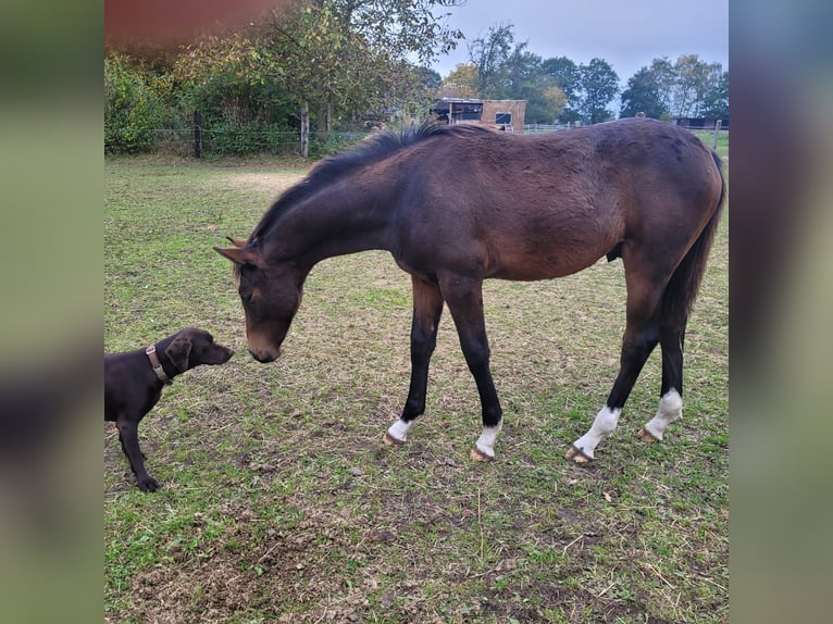 Holsteiner Hengst veulen (04/2024) 168 cm Donkerbruin in Klein Pampau